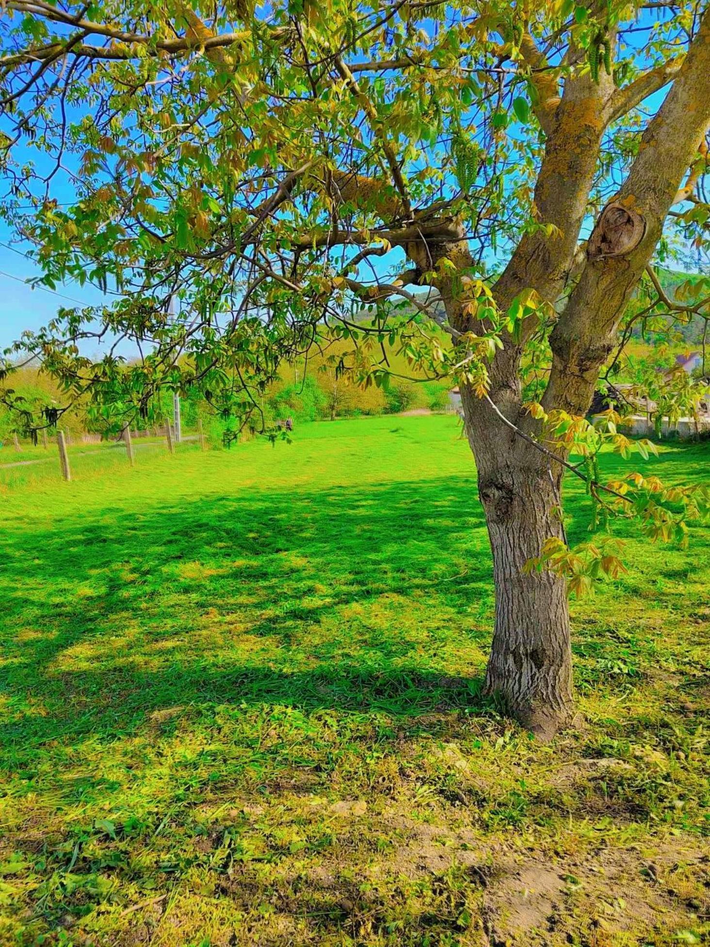 Lavender Vendeghaz Kicsi Falu Nagy Szivvel Varazslatos Legkoerrel Daire Golop Dış mekan fotoğraf